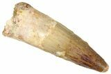 Fossil Spinosaurus Tooth - Real Dinosaur Tooth #301291-1